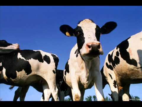 Meie Mees - Katjakene