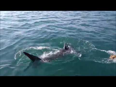 Oceans Research: White Shark Research