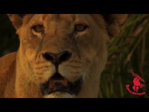 Shanti D - Dangerous E.P. by O.B.F x Bim One Productions  | Trailer