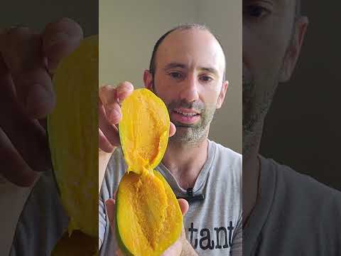 Alphonso Mango - King of Mangoes! Backyard Tree  #tropicalfood #gardening #mango #fruit #fruittrees