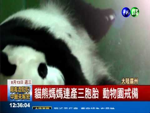 廣州動物園 貓熊產下3胞胎存活