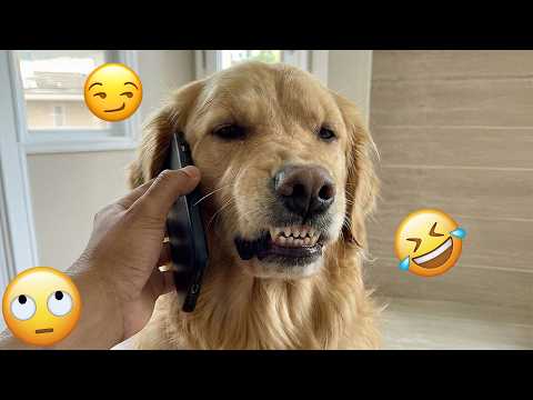 When You Live With a COMEDIAN DOGS 😂 😂  😂 | Funniest Dogs video 2026 #9
