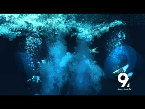 Kanal 9 Channel Identity "Swim Jump 3" - Dallas Sthlm