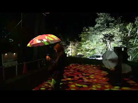 2024年の満月 段階に応じて月を使ってガーデニングをする方法 ガーデニングするときに何を植えるか