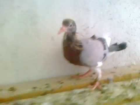 Dynekat e Kosoves Sjaparki Vlladika Javria