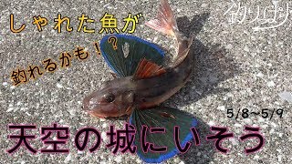 【館山釣り情報】カタクチ時々底物？5/8～5/9【釣りっぱり】