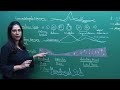 NEET Biology Menstrual Cycle Important Diagram In English Misostudy