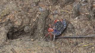 ทุ่งโปรงทอง ปากน้ำประแส