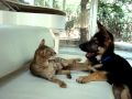 Savannah Cat and his German Shepherd Dog ...