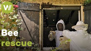 Beekeepers remove a huge bee swarm from a house