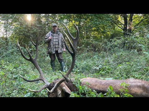Der Hirsch von der Schneise wird erlegt