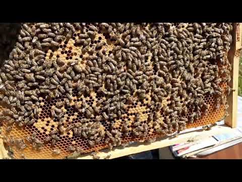 Albine. Verific cat puiet si hrana am in stupi in 21.08. Important