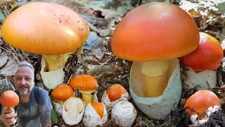 Full basket‼️Collecting expensive mushroom eggs in the chestnut forest.Ep104/2025