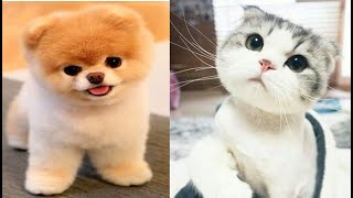 Os gatos mais fofos do mundo   os gatos e cachorros mais fofos do mundo!