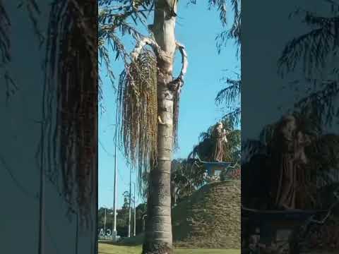 Ocauçu SP