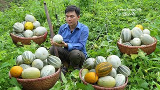 The latest melon crop of 2024 gave me a big harvest. Robert | Green forest life