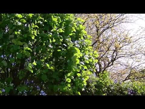 MongoTV_393 - Part 3 - YiZhan JJRC H16 Tarantula X6 - 15.Maj 2015