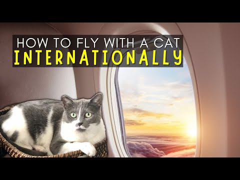 How To Fly With A Cat Internationally