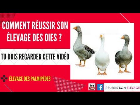 , title : 'ELEVAGE D'OIE | ELEVAGE DE CANARD | réussir son élevage des oies, élevage des canards'