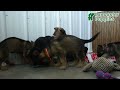 German Shepherd dogs for sale: Heidi - Video 1