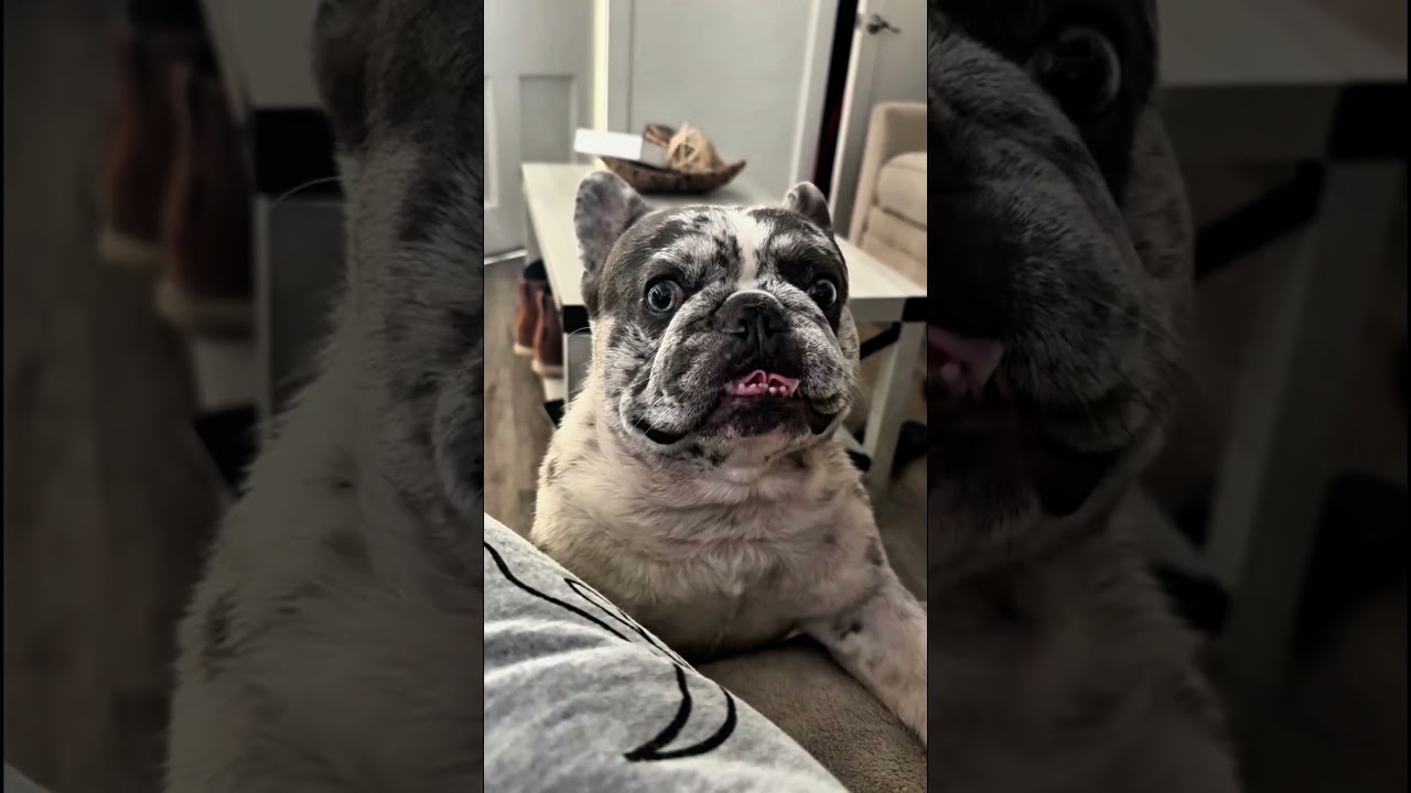 cats, dogs, pets, animal lover 🤩😍😘 #animals #cat #funny #animallife #cute