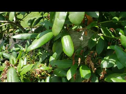 Shrubs Full of Bald-Faced Hornets in Brielle, NJ