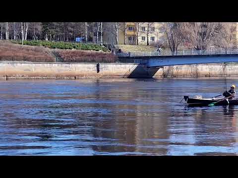 Oulu, Merikoski 8.5.2021 meritaimen 3,0 kg (kalastaja K. Ranta)
