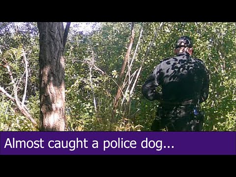 Deer, Raccoons, and Toronto Police… 2024-08-24