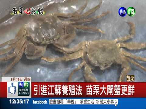 苗栗大閘蟹更鮮 陸業者登台交流