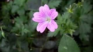 Download lagu EDWARD ELGAR: Salut d'Amour mp3 Download lagu EDWARD ELGAR: Salut d'Amour mp3