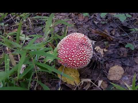 Во власти красного мухомора. Сбор мухоморов.