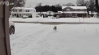 This Man Never Needs to Retrieve His Own Newspaper   RingTV