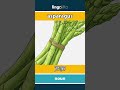 asparagus - 芦笋 video thumbnail