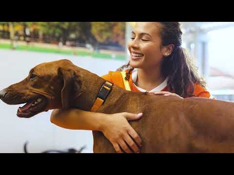 Dogtopia Prices