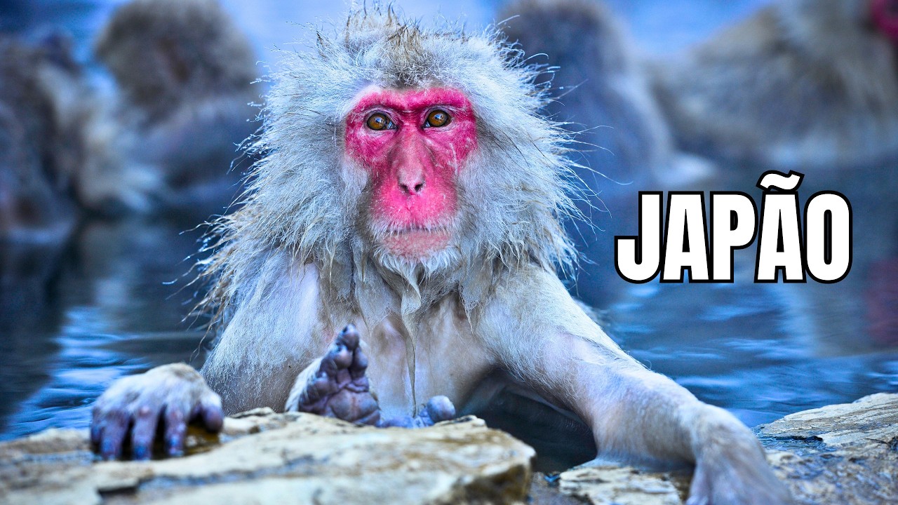 FLORESTAS DE BAMBU DO JAPÃO | Refúgio de Vida Selvagem Rara - Documentário