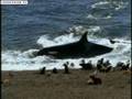 Killer Whale Vs Sealion