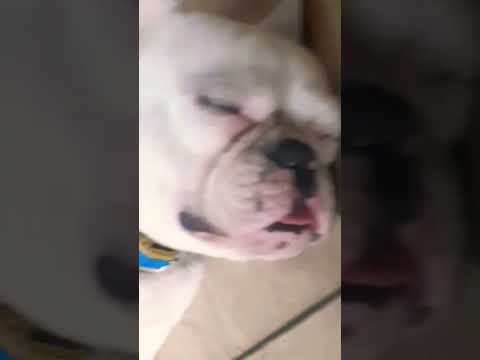 #trend #dogs #frenchbull dog #doglover #cutedog #dhriti the little artist