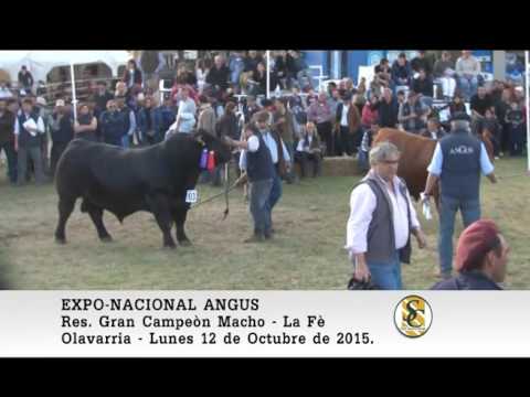 12-10-15 Jura Machos - Exposicion Nacional Angus - Olavarria.
