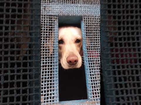 @krishik6549 #funny dog Lucyসঙ্গে একটু মজা#Labrador dog Kemon Hai Dekho#ল্যাব্রাডরডগ কেমনহয় দেখুন