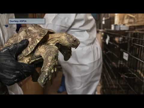 NY Long Island Suffolk County Animal Rescue