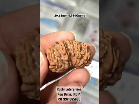 13 Mukhi Gauri Shankar Rudraksha