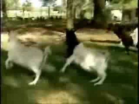 weird fainting goats