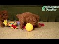 Toy Poodle dogs for sale: Raine - Video 1