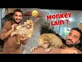 Bht Cute Monkey Baby Mil Giya Market Main❤️