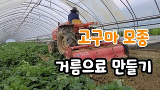 고구마 모종 초토화 거름 만들기