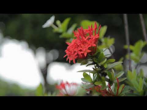 Beautiful flowers | Nature video | #public #naturevideo #flowers