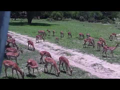 Djuma: Impala herd - 11:02 - 11/28/21