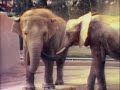 Classic Sesame Street Zoo Elephants English Version