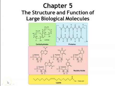 Chapter 5: The Structure and Function of Large Biological Molecules