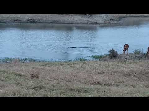 Djuma: Hippo does a barrel roll - 14:33 - 09/07/2022